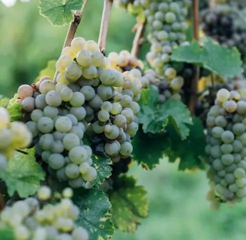 ottawa valley winery using natural juices