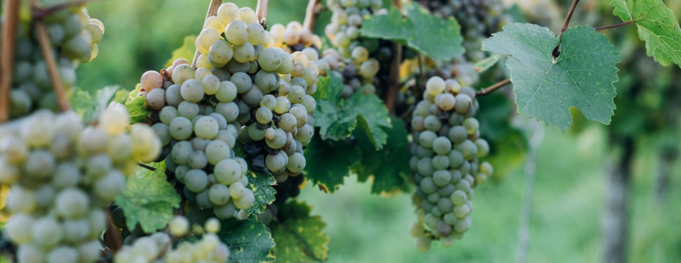 ottawa valley winery using natural juices