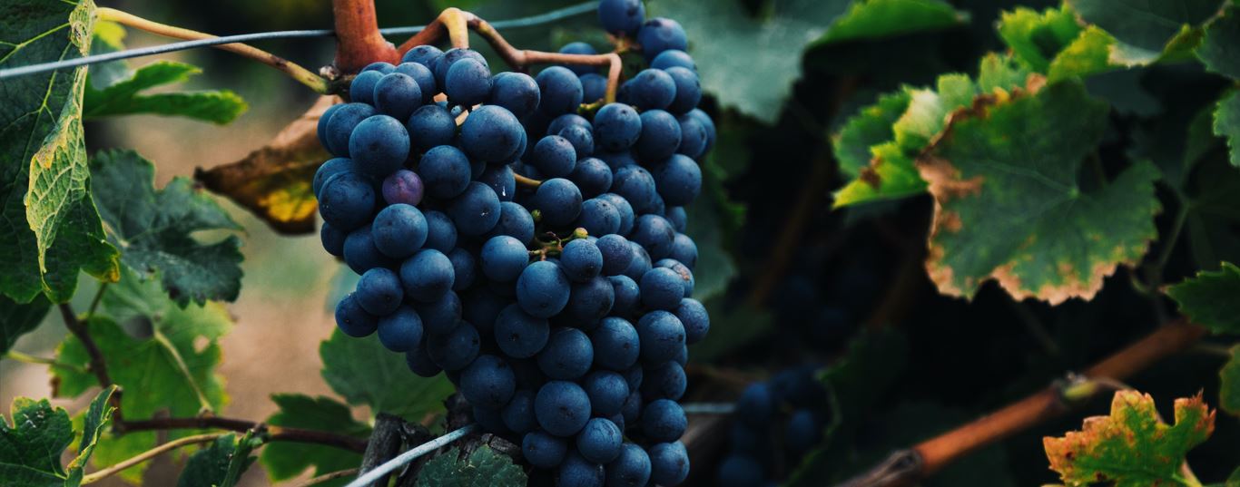 ottawa valley winery using natural juices