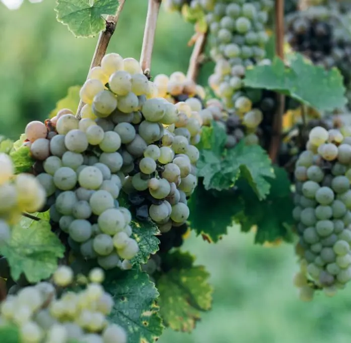 ottawa valley winery using natural juices