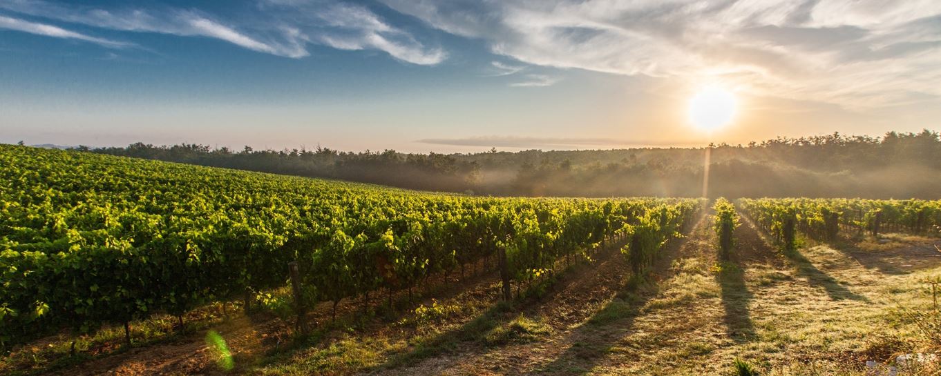 ottawa valley winery using natural juices