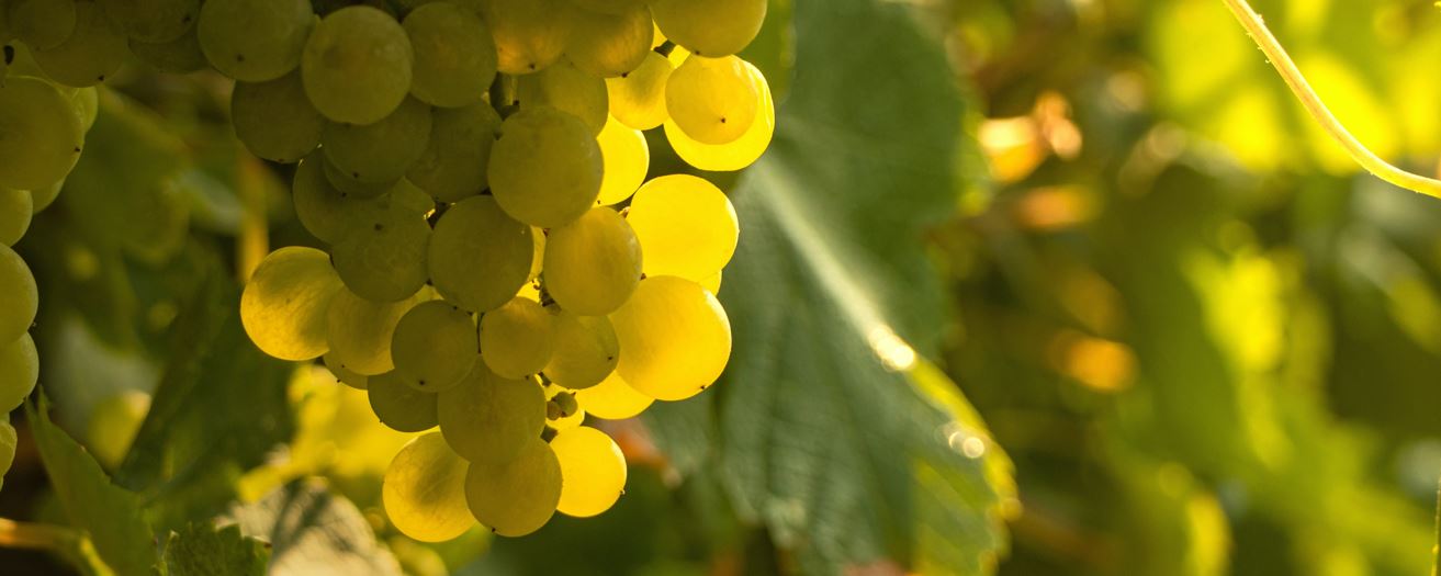 ottawa valley winery using natural juices